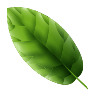 leaf-1 Image